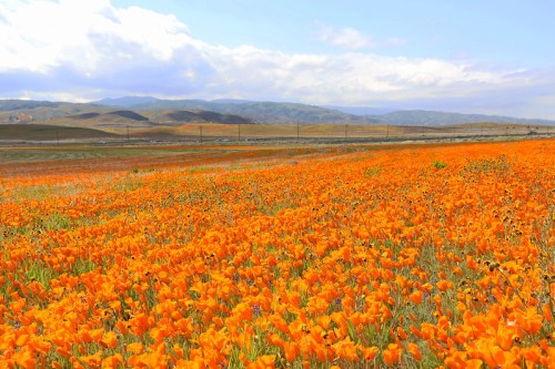 A vibrant field of orange poppies stretches across the landscape under a blue sky with fluffy clouds.