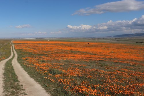 A scenic view of a dirt path winding through a vibrant orange poppy field under a blue sky with fluffy clouds.
