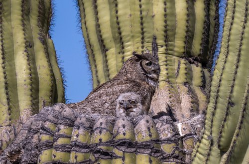 An owl perched on a cactus, with a young owl sitting beside it, surrounded by tall green cactus arms.