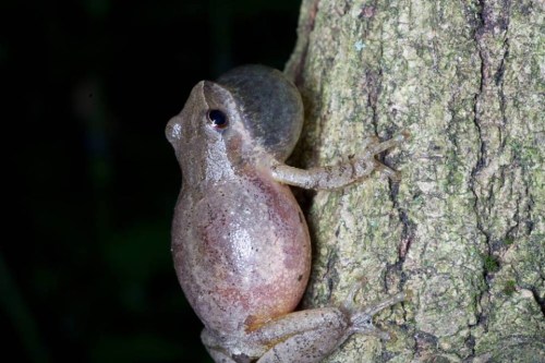 A small frog clings to a tree trunk, showcasing its smooth skin and large, bulging eyes.