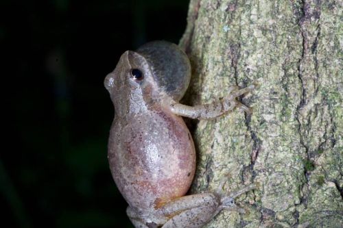 A close-up of a frog climbing a tree trunk, showcasing its textured skin and large, bulging eyes.