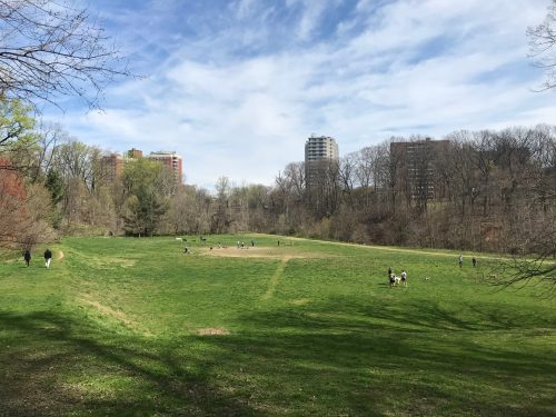 A grassy park with people walking and playing, surrounded by trees and tall buildings under a blue sky.
