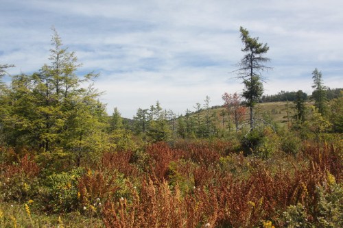 A scenic landscape featuring green trees and vibrant autumn foliage under a partly cloudy sky.