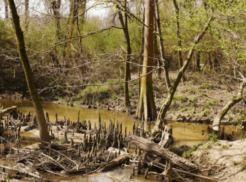 A serene forest scene featuring a winding creek, cypress trees, and exposed roots along the water's edge.