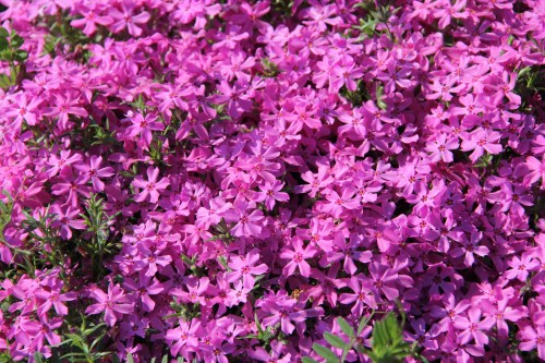 A vibrant field of small pink flowers in full bloom, creating a colorful and lush floral display.