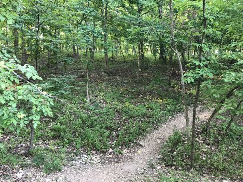 A winding dirt path through a lush green forest with trees and underbrush.