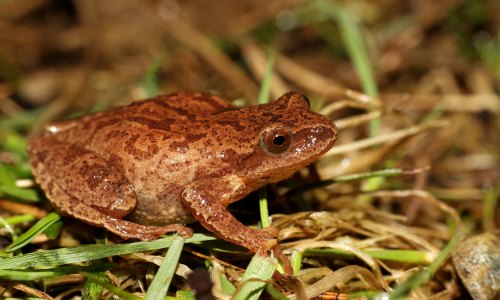 A brown frog with a textured skin pattern sits on green grass, blending into its natural environment.