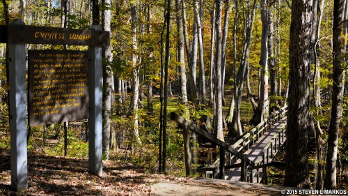 A wooden boardwalk leads through a cypress swamp, surrounded by trees and water, with an informational sign nearby.