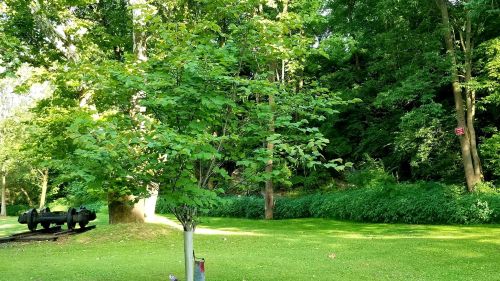 A lush green park scene featuring a small tree, grassy area, and dense foliage in the background.