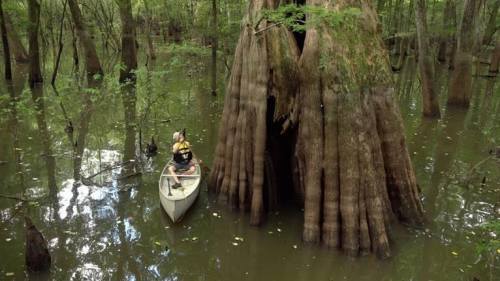 A person in a canoe paddles through a lush, green swamp with large cypress trees and still water.