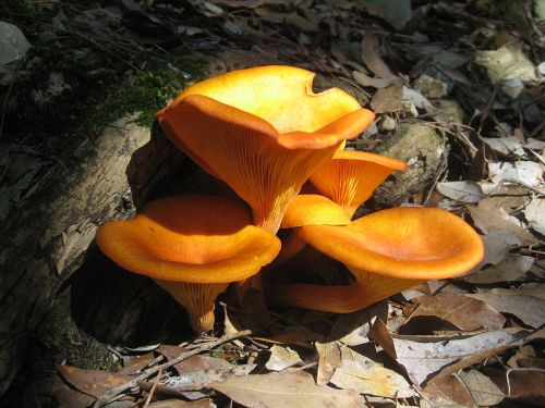 Four vibrant orange mushrooms with flared caps growing among fallen leaves and moss.