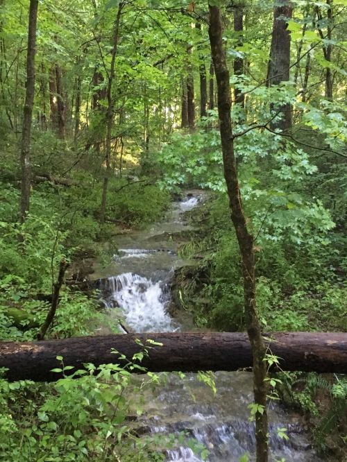 A serene forest scene with a small stream flowing through lush greenery and trees.
