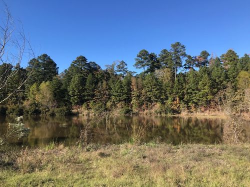 A serene lake surrounded by lush green trees under a clear blue sky, with reflections on the water's surface.