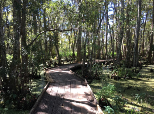 A wooden boardwalk winding through a lush, green swamp surrounded by trees and sunlight.