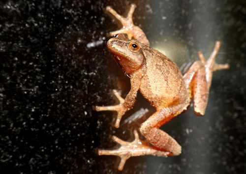A small brown frog clings to a glass surface, showcasing its textured skin and prominent eyes.
