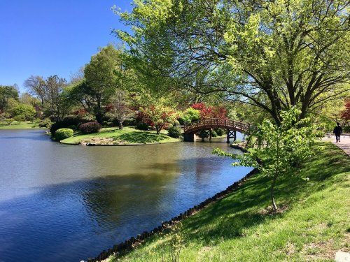 A serene park scene featuring a pond, a wooden bridge, lush greenery, and a clear blue sky.