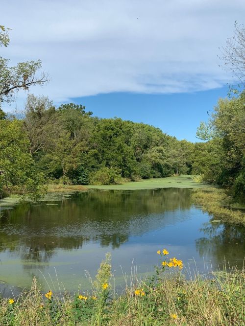 A serene pond surrounded by lush greenery and yellow flowers under a partly cloudy sky.