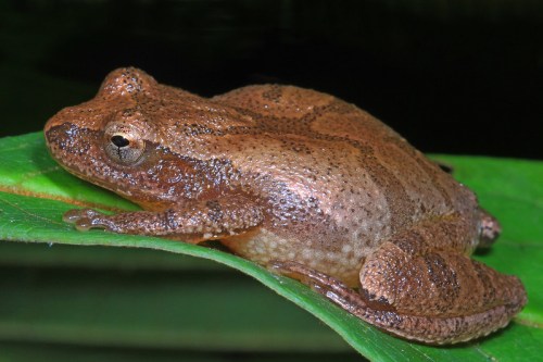 A brown frog resting on a green leaf, showcasing its textured skin and rounded body.