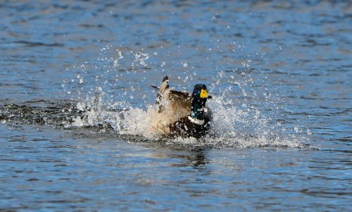 A duck splashes in the water, creating ripples and droplets around it.