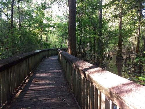 A wooden boardwalk winds through a lush, green swamp, surrounded by trees and still water.
