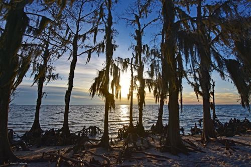 Silhouetted trees with Spanish moss at sunset over a calm sea, creating a serene coastal landscape.