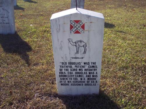 Gravestone marking "Douglas," a camel of the 43rd MS Infantry, with a Confederate flag design and inscription.