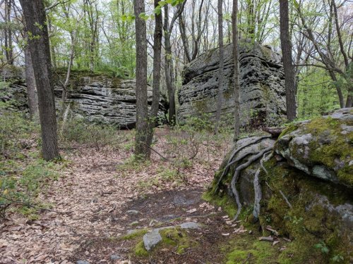 A forest scene featuring large rock formations surrounded by trees and scattered leaves on the ground.