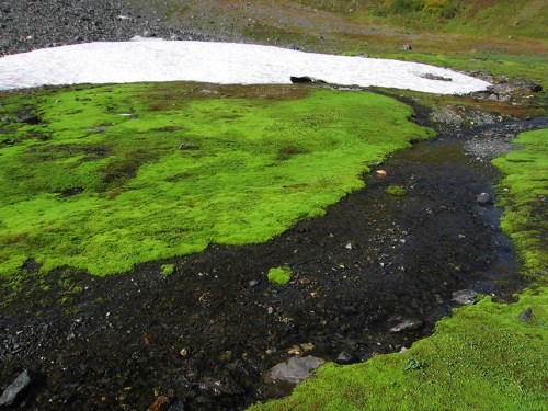 A lush green landscape with a small stream flowing through, bordered by patches of snow.