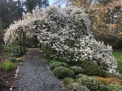 A lush garden path leads under a blooming white flower arch, surrounded by greenery and trees.