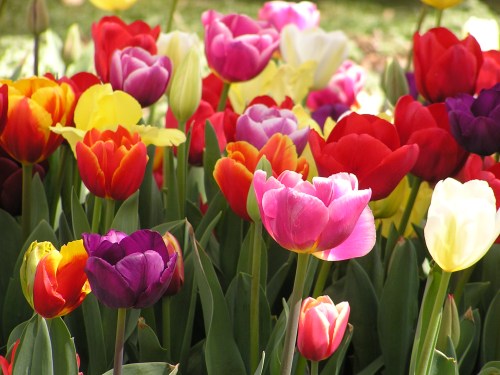 A vibrant display of colorful tulips in various shades of red, pink, yellow, and purple blooming in a garden.
