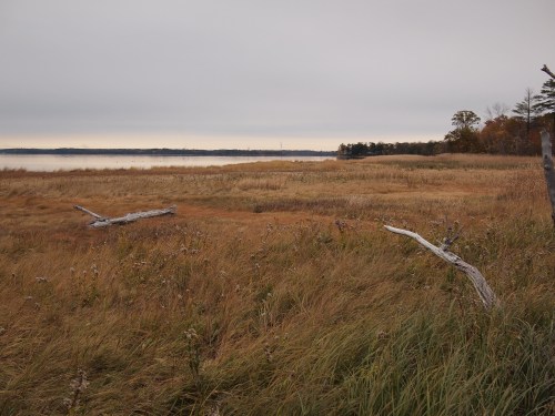 A serene landscape featuring tall grasses and a calm water body under a cloudy sky, with distant trees and a shoreline.