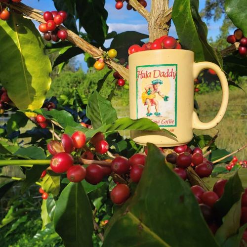 A coffee mug nestled among vibrant coffee cherries on a tree, with a blue sky in the background.