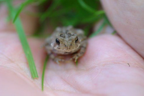 A small frog resting in a person's hand, surrounded by green grass.