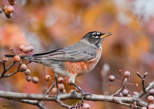 A close-up of a robin perched on a branch with berries, surrounded by colorful autumn foliage.