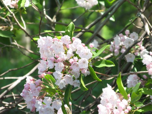 A close-up of clusters of pink and white flowers on a leafy branch, set against a blurred green background.