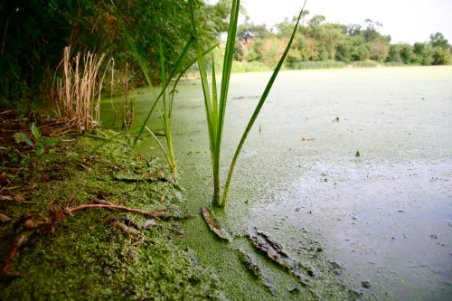 A close-up of green reeds growing at the edge of a pond covered in algae, surrounded by lush vegetation.