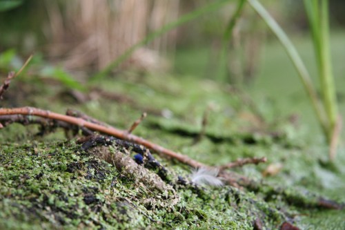 Close-up of a mossy surface with twigs and a feather, surrounded by greenery and water in the background.