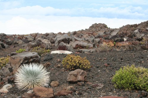 A rocky landscape with various plants, including spiky and low-growing vegetation, under a cloudy sky.