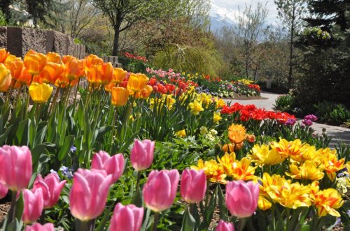 A vibrant garden filled with colorful tulips and flowers in bloom, surrounded by greenery and trees.