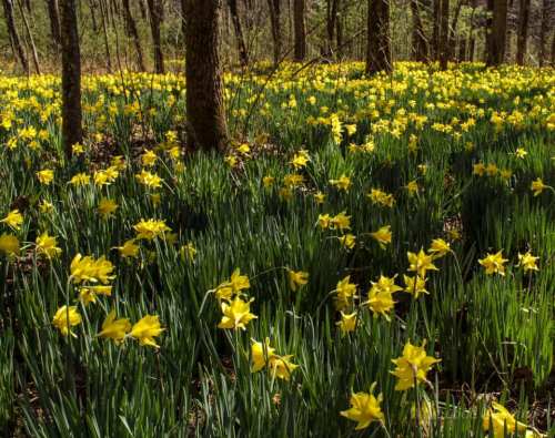 A vibrant field of yellow daffodils blooming among tall green grass in a wooded area.