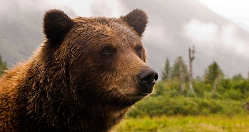 A close-up of a brown bear in a natural setting, with misty mountains and greenery in the background.