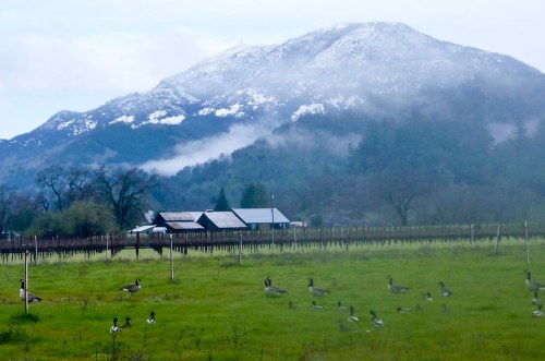 A snowy mountain looms over a green field with geese, near rustic buildings and trees under a cloudy sky.