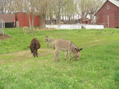 A group of donkeys grazing on green grass in a farmyard with red barns in the background.
