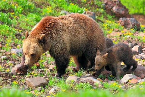 A brown bear and her cub walk through a grassy area dotted with rocks and wildflowers.