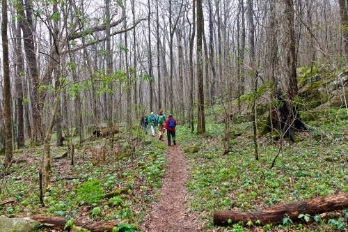 A group of hikers walks along a narrow trail in a lush, green forest with bare trees in early spring.