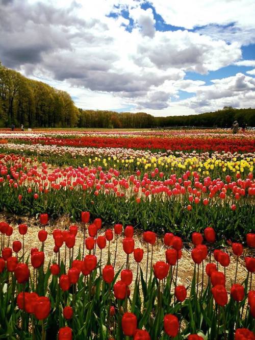 A vibrant field of tulips in various colors under a cloudy sky, surrounded by lush greenery and trees.