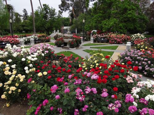 A vibrant rose garden with various colored roses, benches, and lush greenery in a serene park setting.