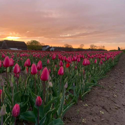 A vibrant field of pink tulips at sunset, with a farmhouse in the background and a colorful sky.