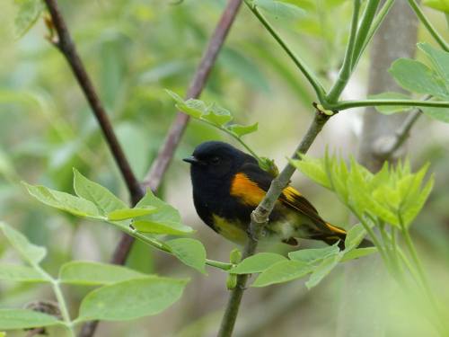 A small bird with a black head and vibrant orange and yellow plumage perched on a green branch among leaves.