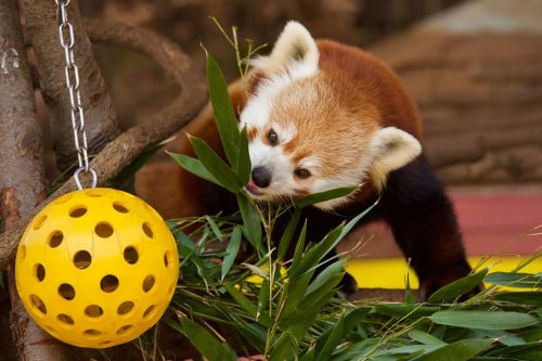 A red panda munches on bamboo leaves near a yellow ball toy in its enclosure.